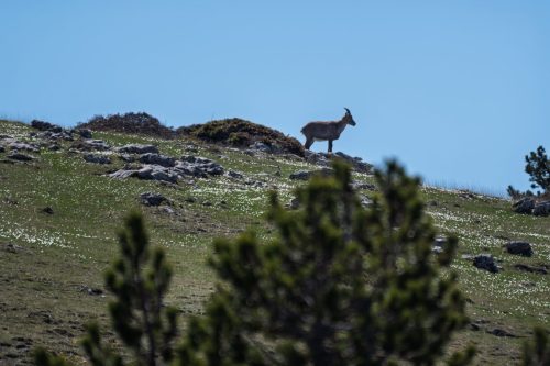 01052025-DSC 1944-DxO DeepPRIME-3