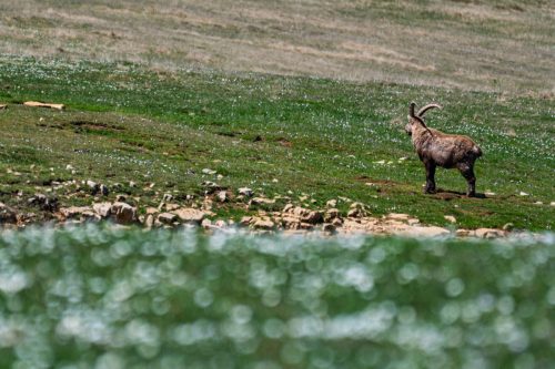 01052025-DSC 2012-DxO DeepPRIME-3